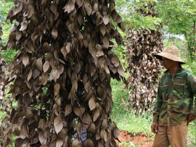 Tây Nguyên: Tiêu chết như ngả rạ, từ tỷ phú bỗng thành... trắng tay